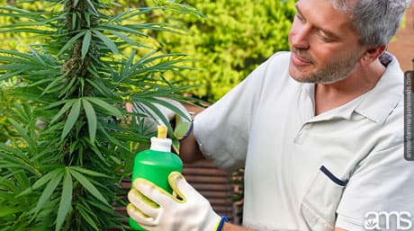 Seaweed extract & Kelp as Fertilizer a Cannabis superfood