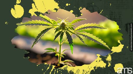 Autoflower Ganja Seeds: A Comprehensive Guide