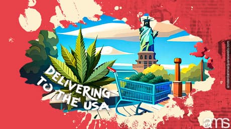 AMS: Bringing Amsterdam’s Finest Marijuana Seeds to the USA
