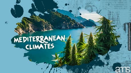 Cannabis Seeds and Mediterranean Climates