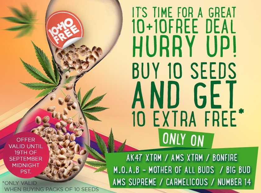 Top feminized seeds this weekend in promotion