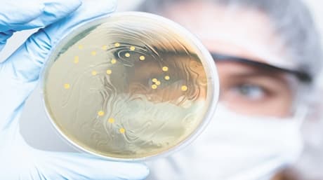 Enhancing Cannabis Cultivation Through Lactic Acid Bacteria: A Comprehensive Overview