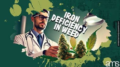 Iron Deficiency In Weed – How To Recognize And Solve It