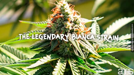 The Bianca strain with her unique properties