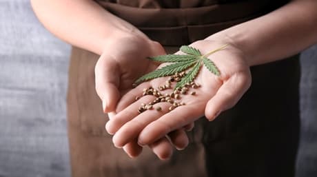 Raw cannabis is a superfood