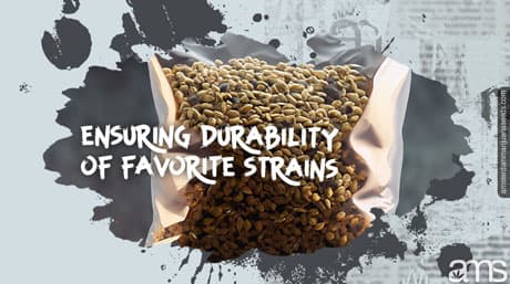 Cannabis Seed Storage: Ensuring Durability of Favorite Strains