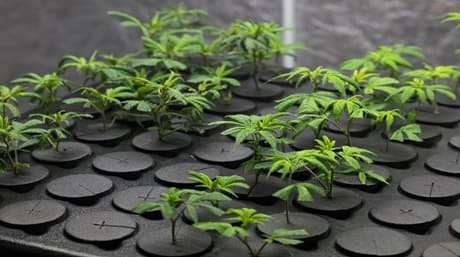 How to Clone Your Favorite Marijuana Plant
