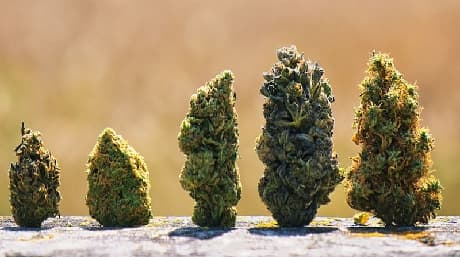 The Most Popular Cannabis Strains