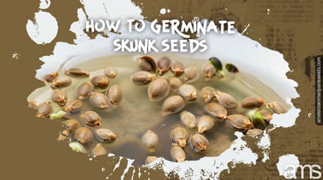 Germinate Skunk Marijuana Seeds