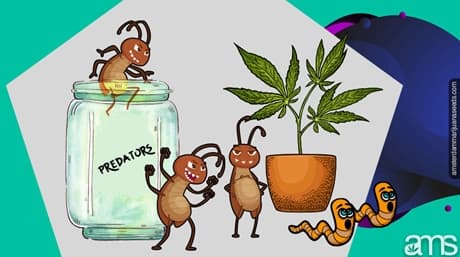 Get Rid of Leaf Miners on Cannabis Plants