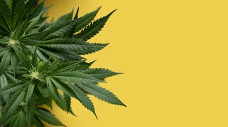Best Light Schedule for Your Autoflower Strain