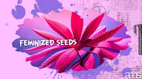 Feminized Seeds for Superior Cannabis Cultivation