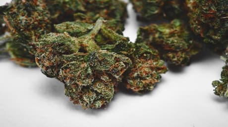 OG Kush: A Legendary Strain Known Worldwide for its Exceptional Qualities