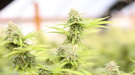 How to make Cannabutter and 5 Recipes