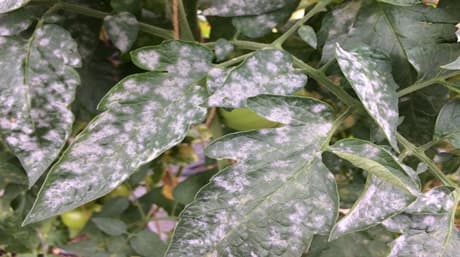 How to get rid of powdery mildew on cannabis plants