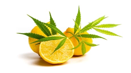 The Healthful Potential of Raw Cannabis Juice