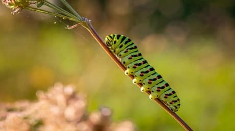4 ways to get rid of caterpillars on weed plants