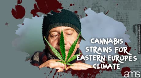 The Best Cannabis Strains for the Eastern European Climate