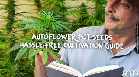 Autoflower Pot Seeds: Hassle-free Cultivation