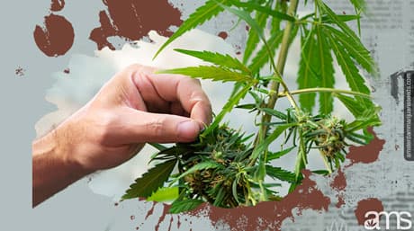 Topping and FIMing – Cannabis Plant Training