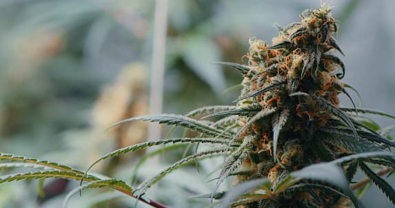 How to Get Bigger Buds on Autoflowers and Achieve Higher Yields