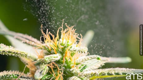Pollination Methods in Marijuana Breeding