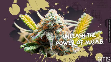 Unleash the Power of MOAB – Mother of All Buds