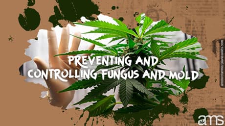 Prevent Fungus and Control Mold