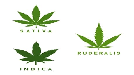 Everything you need to know about cannabis Ruderalis