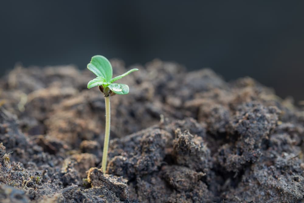 The best way to germinate your weed seeds
