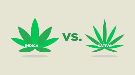 What’s the difference between Sativa and Indica?