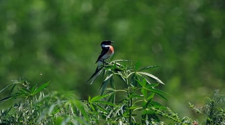 Protect Your Cannabis Plants from Birds