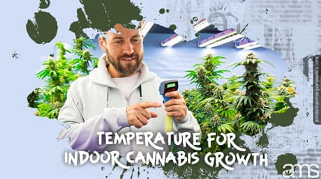 Temperature for Indoor Cannabis Growth