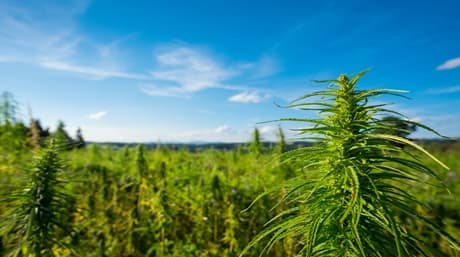 What is a landrace cannabis strain?