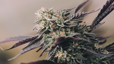 Purple Weed: Colors, Potency, and Flavor
