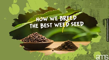 How We Breed the Best Weed Seed to Perfection