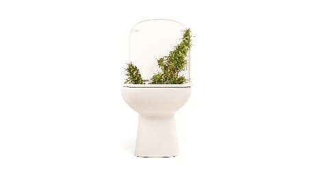Flushing your marijuana plant before harvest is important