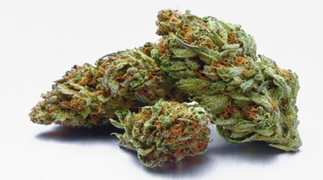How to Grow Dense Buds to Maximize Yield