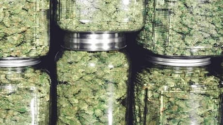 Odor-Proof Cannabis Storage Solutions