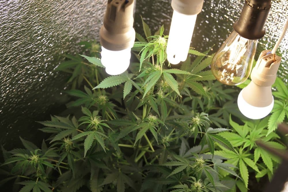 How to choose the right cannabis strains?