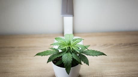 How to choose the best indoor cannabis strain