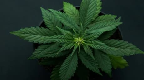 The Art of Growing Premium Quality Cannabis