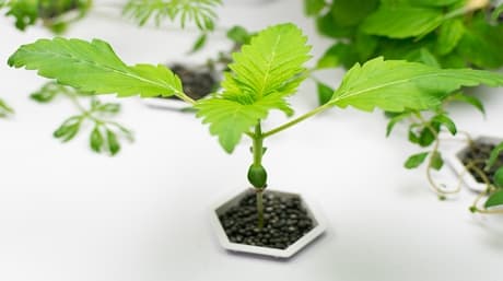 Hydroponics vs Soil: Advantages and Disadvantages