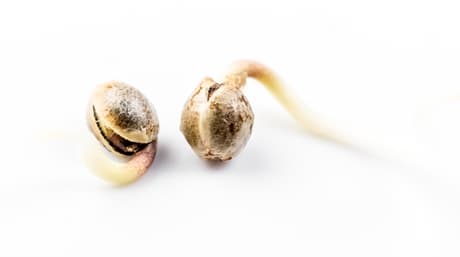 Cannabis Seeds | How to Store them Correctly