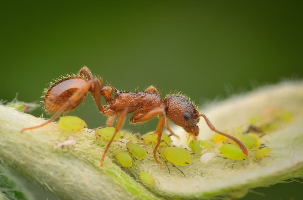 Best remedy for root aphids in your plants