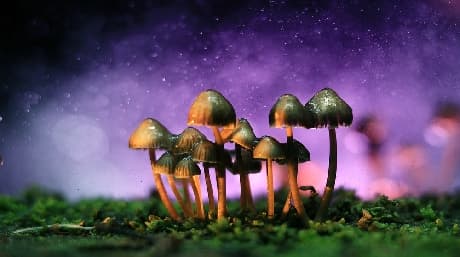 The effects when mixing cannabis and magic mushrooms