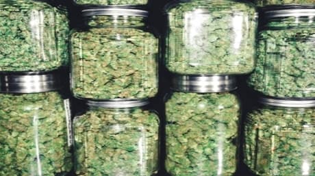 5 Easy Steps to Cultivate Marijuana from Seeds