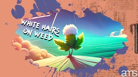 Why do cannabis plants have white hairs?