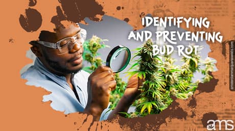 Identifying and Preventing Bud Rot in Your Indoor Grow Room