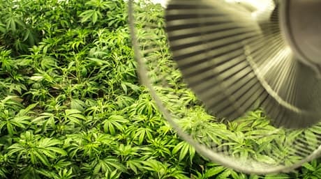 The Air Circulation – Indoor Cannabis Grow Room